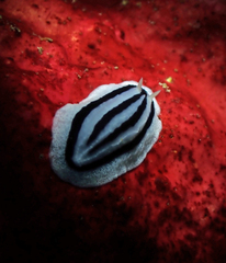 Phyllidiopsis xishaensis