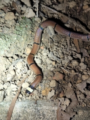 Sinomicrurus annularis