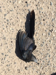 Crotophaga sulcirostris