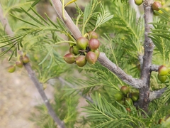 Bursera galeottiana