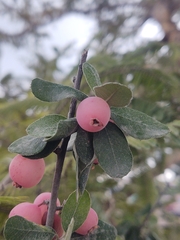 Malacomeles denticulata