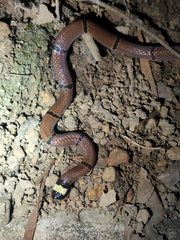 Sinomicrurus annularis