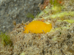 Doriopsilla carneola