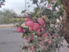 Malacomeles denticulata