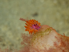 Flabellina