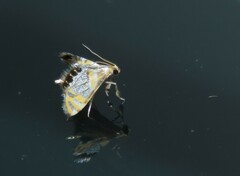 Nymphicula blandialis