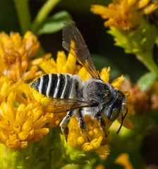 Megachiloides