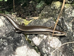 Marisora unimarginata