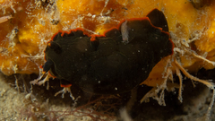 Dendrodoris arborescens