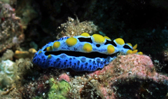 Phyllidia coelestis
