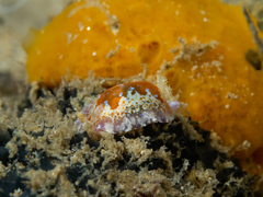 Chromodoris alternata