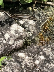 Marisora unimarginata
