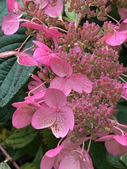Hydrangea