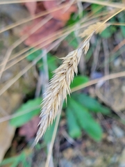 Anthoxanthum odoratum