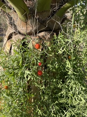 Ibervillea tenuisecta