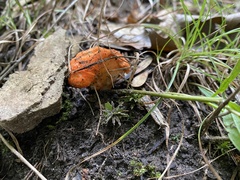 Hypomyces lactifluorum