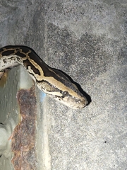 Python bivittatus