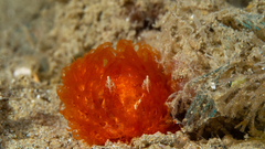 Madrella ferruginosa