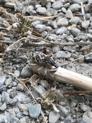 Cyphocleonus achates