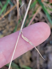 Anthoxanthum odoratum