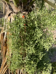 Ibervillea tenuisecta