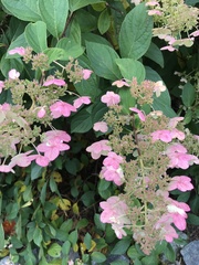 Hydrangea