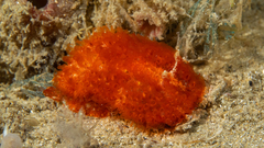 Madrella ferruginosa