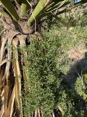 Ibervillea tenuisecta