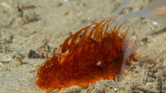 Madrella ferruginosa