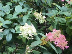 Hydrangea