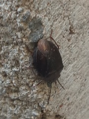 Discocephalinae