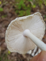 Amanita multisquamosa