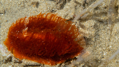 Madrella ferruginosa