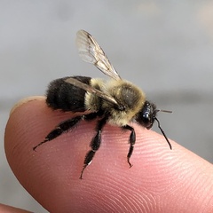 Bombus impatiens