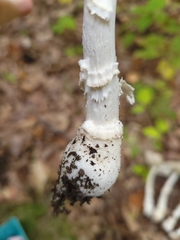 Amanita multisquamosa