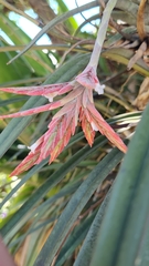 Tillandsia didisticha