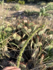 Setaria leucopila