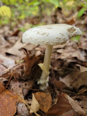 Amanita multisquamosa