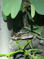 Python bivittatus