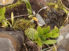 Specklinia