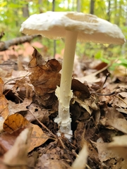 Amanita multisquamosa