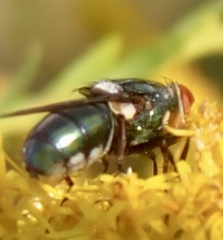 Cochliomyia