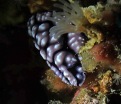 Phyllidiella pustulosa