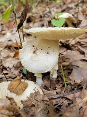 Amanita multisquamosa