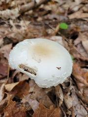 Amanita multisquamosa