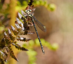 Austroargiolestes calcaris