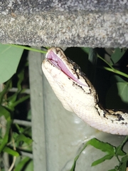 Python bivittatus