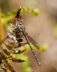 Austroargiolestes calcaris