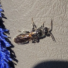 Tiphiinae
