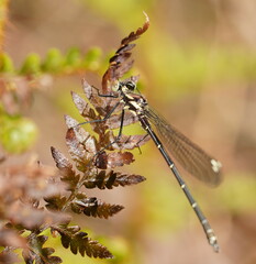 Austroargiolestes calcaris